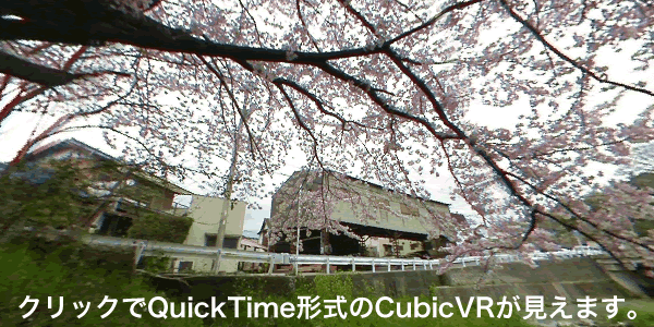 瀬戸川の桜の木の下で